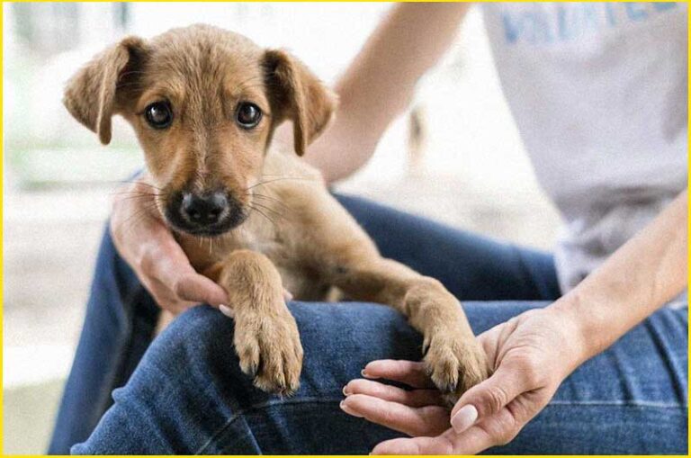 Este singurul animal din lume care poate detecta dacă cineva are cancer