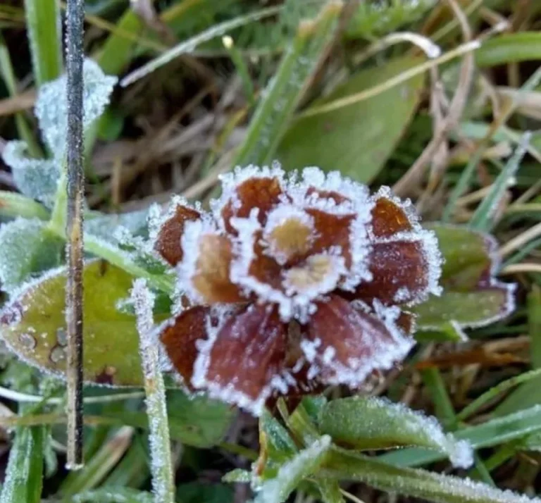 Frigul a Pus Stăpânire pe România: Primele Temperaturi Negative înregistrate pe 8 Septembrie. Prognoza Meteo pentru Următoarele Ore