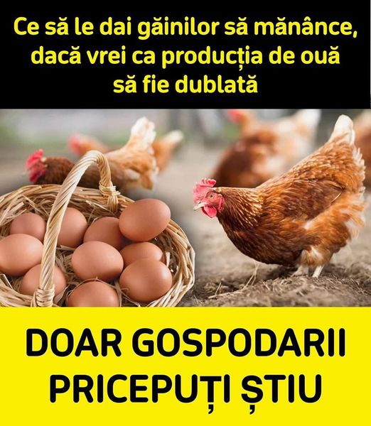 Ce să le dai găinilor să mănânce, dacă vrei ca producția de ouă să fie dublată!