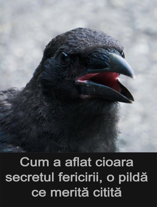 Cum a aflat cioara secretul fericirii, o pilda care iti va schimba viata!